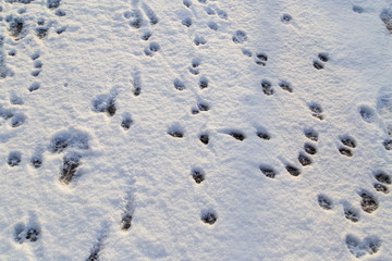 Animal footprints in the snow as a background