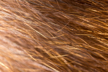 Wool on a cat as a background