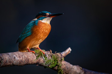Eisvogel