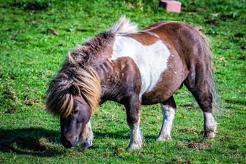 Shetland pony at Scotland, Shetland Islands