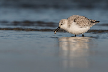 Bécasseau sanderling et sa telline 