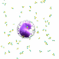 3d rendered medically accurate illustration of a leucocyte and antibodies