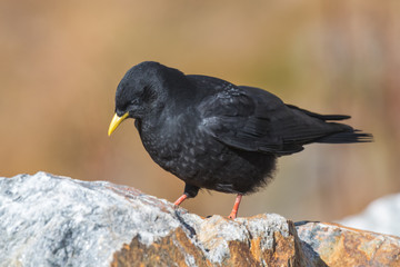 Alpine Chough Pyrrhocorax graculus sitting on the stone