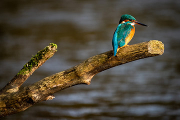 Eisvogel