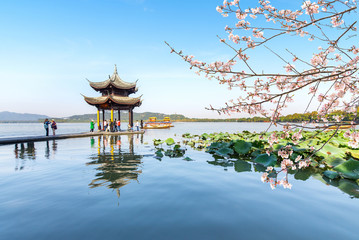 a blooming tree，Beautiful architectural landscape and landscape in West Lake, hangzhou