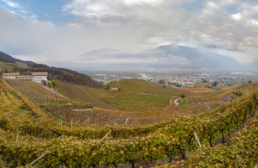 Wine yards in Mezzocorona (Trentino Alto Adige, Italy)