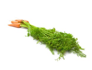 Fresh harvested carrots with leaves in full length still intact. Isolated on white.