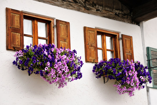Bright blue and purple fresh flowers in pots decorate the windows of the white house with open wooden shutters.