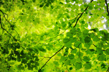 Fototapeta na wymiar Green foliage of a tree, bottom view. The crown of the tree to the light.
