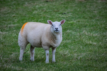 Obraz premium Shetland sheep at Shetland Islands
