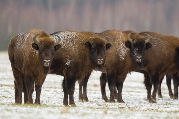 European bison - Bison bonasus in the Knyszyn Forest (Poland)