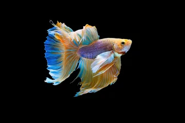 Schilderijen op glas The moving moment beautiful of yellow siamese betta fish or half moon betta splendens fighting fish in thailand on black background. Thailand called Pla-kad or dumbo big ear fish. © Soonthorn