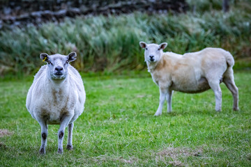 Shetland sheep at Shetland Islands