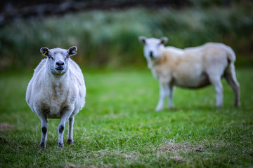 Shetland sheep at Shetland Islands