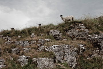 Sheep above Malham - 232977694