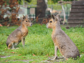Fototapeta premium OLYMPUS DIGITAL CAMERA