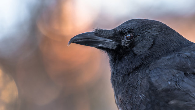 Raven