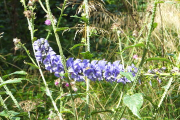 Aconitum im Querformat