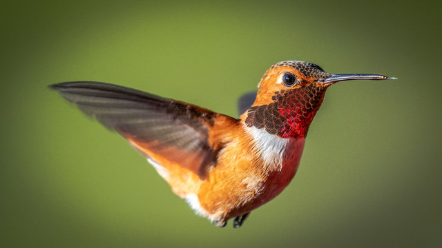 Closeup Hummingbird 이미지 – 찾아보기 16,258 스톡 사진, 벡터 및 비디오 | Adobe Stock