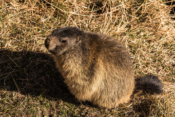 Marmot before hibernation in the swiss Alps