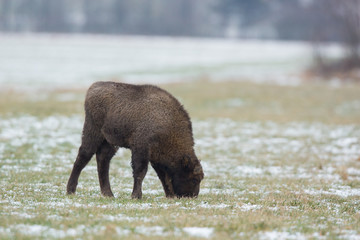 European bison - Bison bonasus in the Knyszyn Forest (Poland)