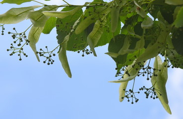 Leuchtend grüne Blätter des Lindenbaums mit kleinen Blütenknospen vor strahlend blauem Himmel