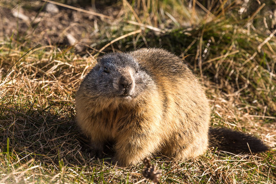 Marmot before hibernation in the swiss Alps