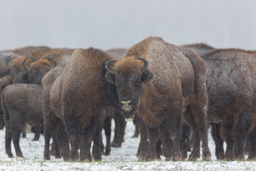 European bison - Bison bonasus in the Knyszyn Forest (Poland)