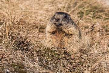 Marmot before hibernation in the swiss Alps