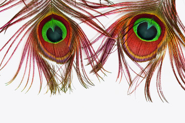 Obraz premium peacock feathers on a white background.