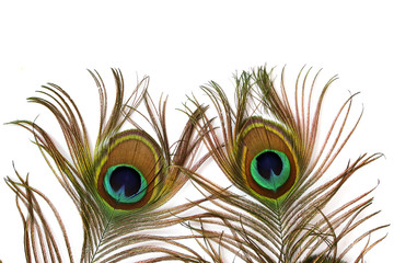 peacock feathers on a white background.