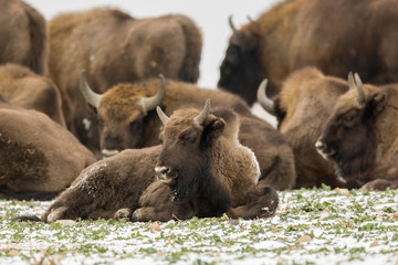 European bison - Bison bonasus in the Knyszyn Forest (Poland)