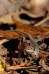 A Carolina anole skitters in the fall foliage on the forest floor at Yates Mill County Park in Raleigh North Carolina. Appears to be curious.