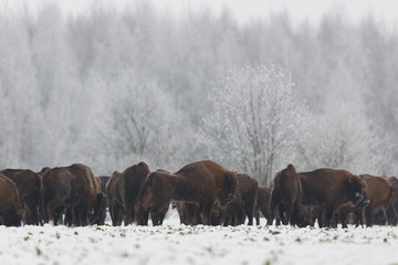European bison - Bison bonasus in the Knyszyn Forest (Poland)