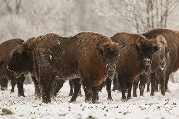 European bison - Bison bonasus in the Knyszyn Forest (Poland)