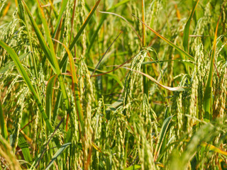 Fallen rice in the field
