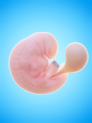 3d rendered medically accurate illustration of a human fetus week 6