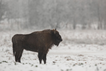 European bison - Bison bonasus in the Knyszyn Forest (Poland)