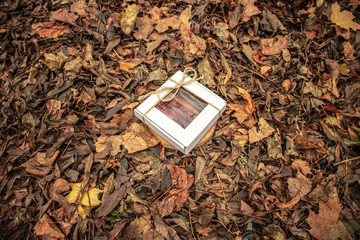 fruit leather in the garden | Box in the garder