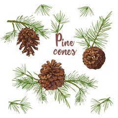 Realistic Botanical ink sketch of colorful fir tree branches with pine cone isolated on white background. Good idea for templates invitations, greeting cards. Vector illustrations