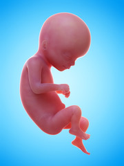 3d rendered medically accurate illustration of a human fetus week 16