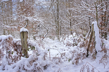 Snow landscape with pasture and forest edge, Taunus in Hessen, Germany