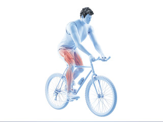 Obraz na płótnie Canvas 3d rendered illustration of a cyclists muscles