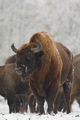 Fototapeta premium European bison - Bison bonasus in the Knyszyn Forest (Poland)