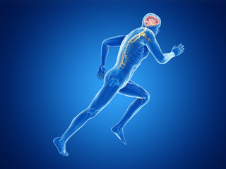 Fototapeta na wymiar 3d rendered illustration of a joggers brain