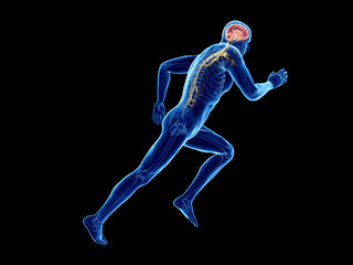 Fototapeta na wymiar 3d rendered illustration of a joggers brain