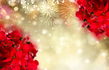 scarlet poinsettia flower or christmas star on festive golden background with fireworks