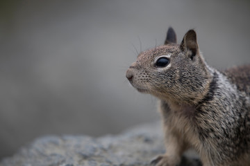 Obraz premium Frimousse de l'écureuil