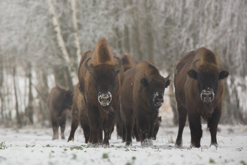 European bison - Bison bonasus in the Knyszyn Forest (Poland)