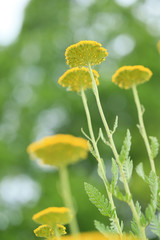 Obraz premium AE8T1189